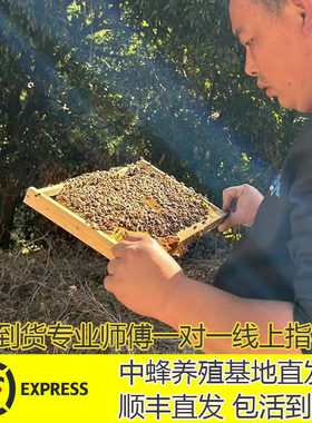 蜜蜂活群带王带箱中蜂活群整箱土蜂中锋出售中华蜂王笼蜂中蜂蜂群