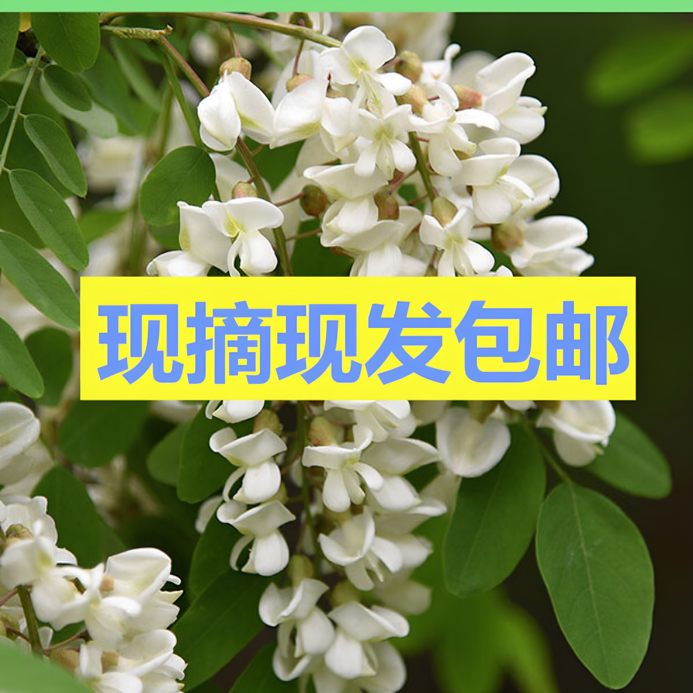 陕西秦岭洋槐新鲜杨槐花新货现摘洋槐花野菜蔬菜闷饭花骨朵现摘