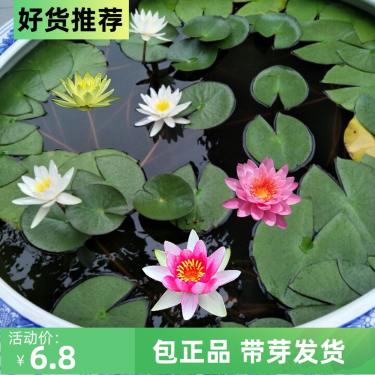 睡莲水培植物庭院鱼池红色荷花莲藕种苗睡莲种睡莲根块四季池塘花-封面