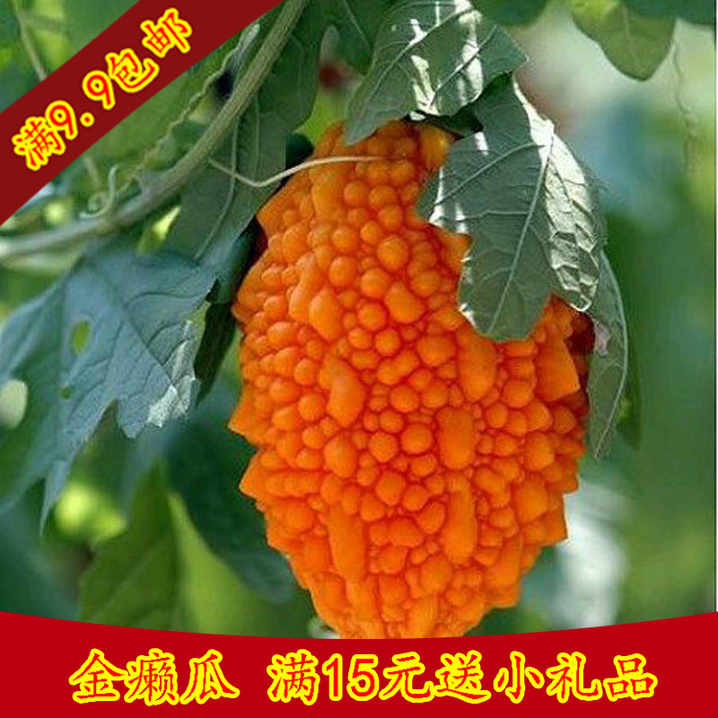蔬菜种子 水果赖癞葡萄种子 阳台庭院盆栽 金癞瓜蔬果春季