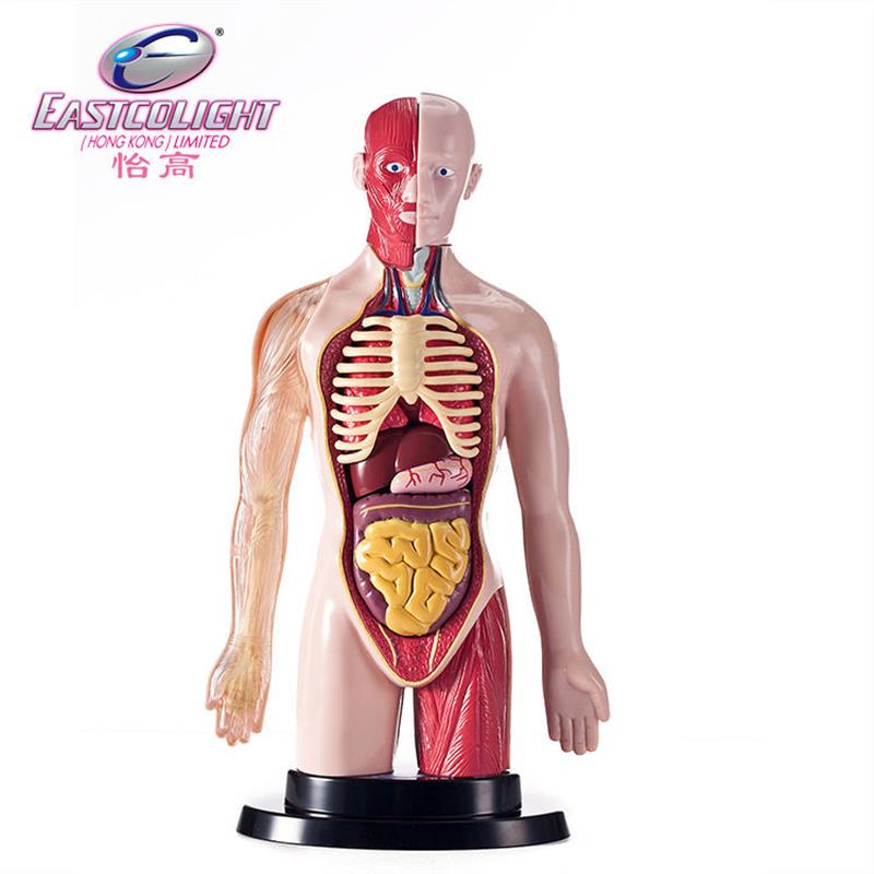 香港怡高专业人体模型套装人体器官拼装儿童科学生物学习教玩具