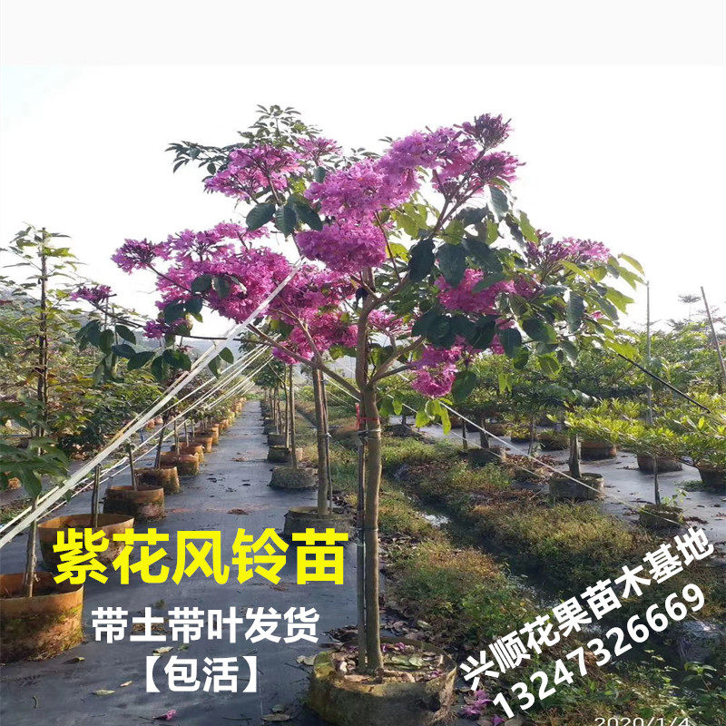 紫花风铃苗巴西紫花风铃木树苗黄花风铃木苗紫花风铃树珍名贵苗木