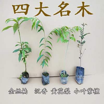 名贵苗木正宗金丝楠木树苗奇楠沉香树苗海南黄花梨树苗小叶紫檀苗