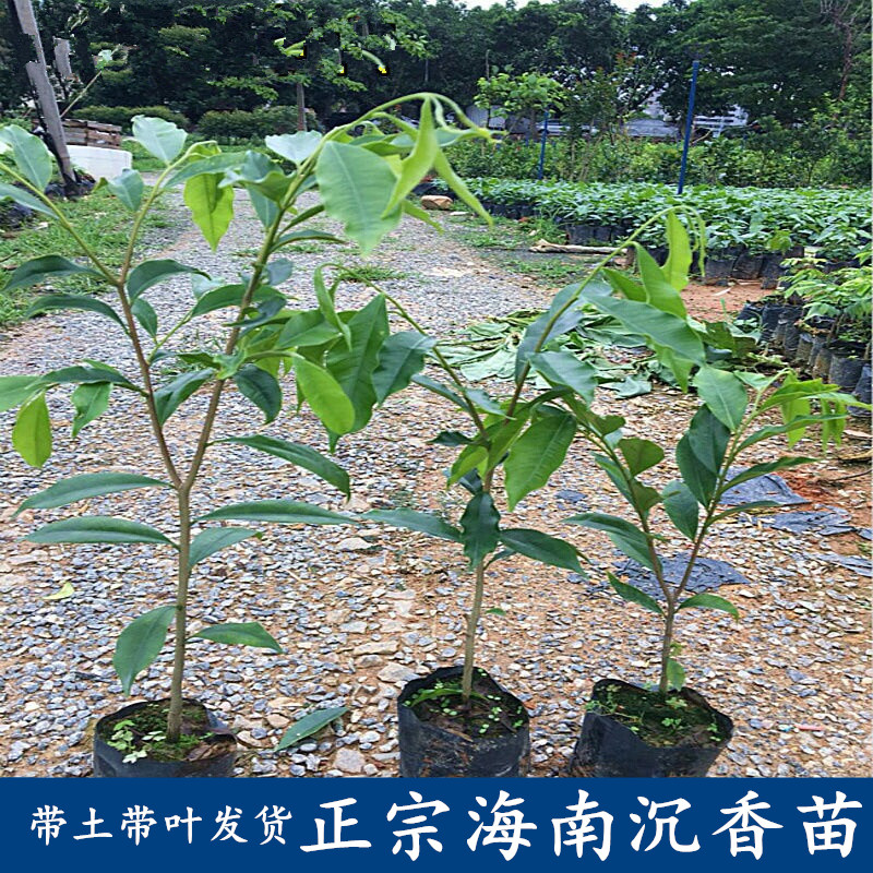正宗沉香树苗 名贵树沉香苗珍贵药材海南沉香木苗珍稀植物
