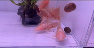 七夕观赏鱼白子战车鼠鱼底栖鱼翻砂清理底床