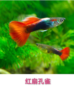 玩儿鱼家凤尾巴西红扇孔雀鱼2元一条天津发货价优质高混养