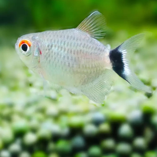 七夕观赏鱼银屏灯鱼观赏鱼