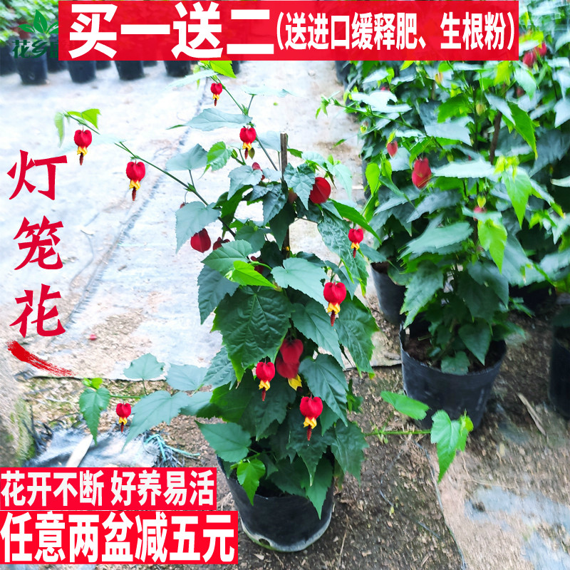灯笼花盆栽蔓性风铃花四季开花不断藤本攀援爬藤庭院好养易活绿植