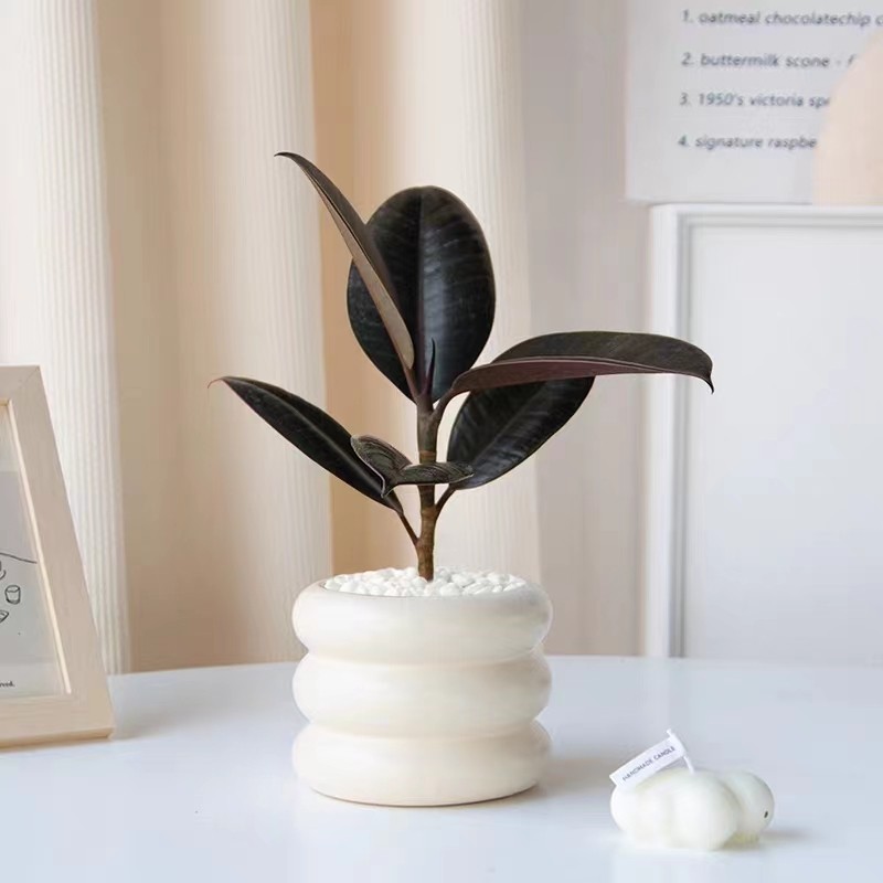 盆栽橡皮树植物桌面阳台水养绿植图片