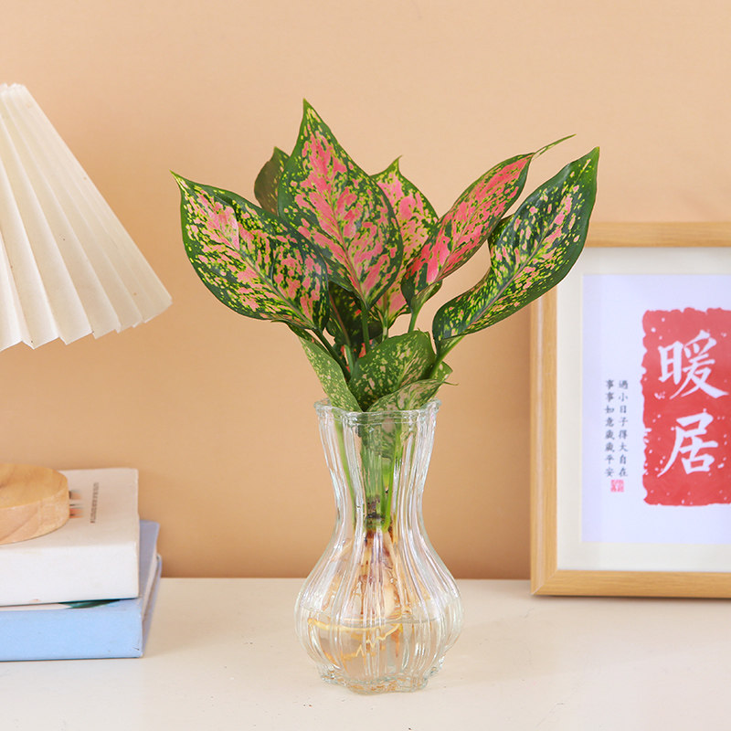 水培如意皇后好养植物竹柏水养袖珍椰子办公桌面小绿植荷花竹盆栽