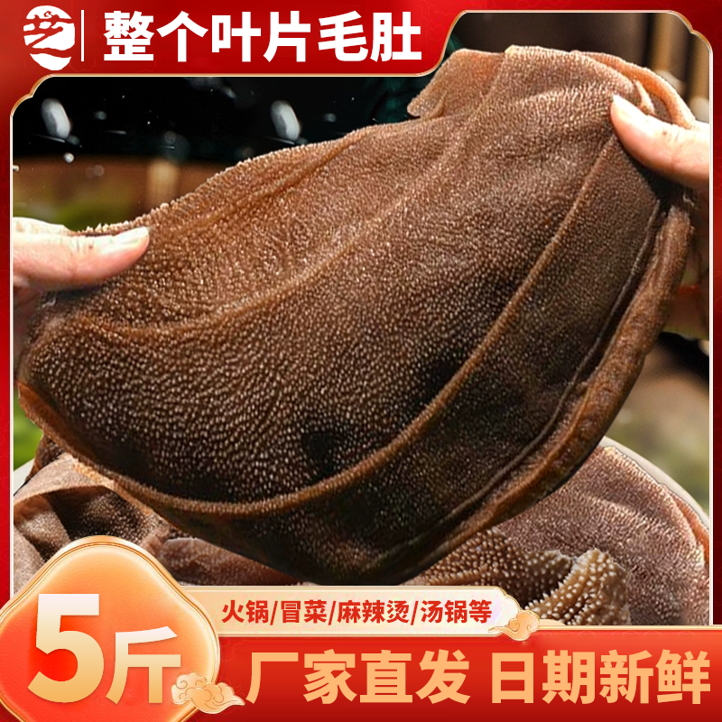 毛肚新鲜5斤装牛百叶鲜毛肚大叶片商用牛肚新鲜冷冻包邮火锅食材