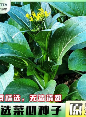揭美菜心种籽广东菜心种孑尖叶圆叶油菜籽四季播宁夏菜心蔬菜种子