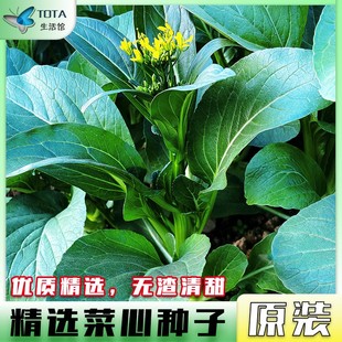 揭美菜心种籽广东菜心种孑尖叶圆叶油菜籽四季播宁夏菜心蔬菜种子