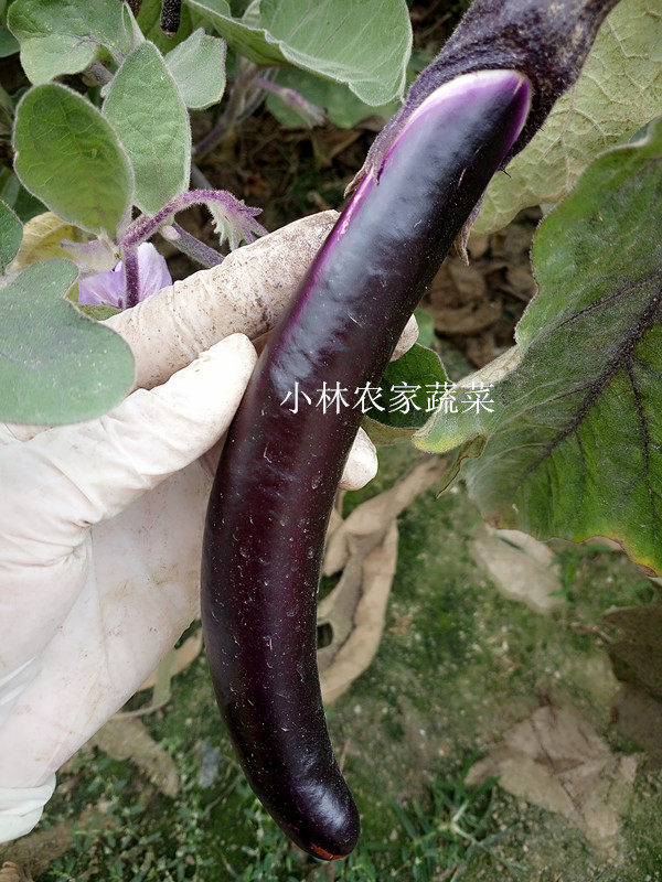 新鲜农家蔬菜 新鲜自种长茄子 其它
