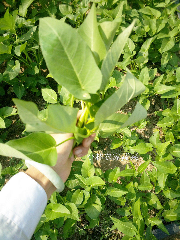 新鲜农家蔬菜 新鲜空心菜 通心菜 印菜 露天种植现摘现发