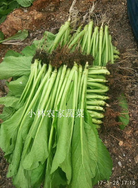 新鲜农家蔬菜潮汕本地现摘现发