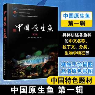 中国原生鱼第一辑 讲述鱼种中文名称拉丁文分类生物学特征 含精细手绘描图高清原色彩图 中国特色题材鱼类科普书