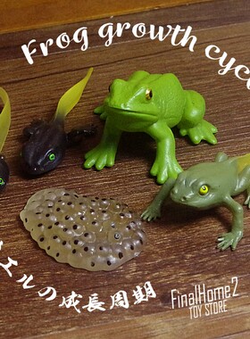 正版散货 青蛙成长周期 蝌蚪 小动物 两栖 模型摆件公仔玩具玩偶