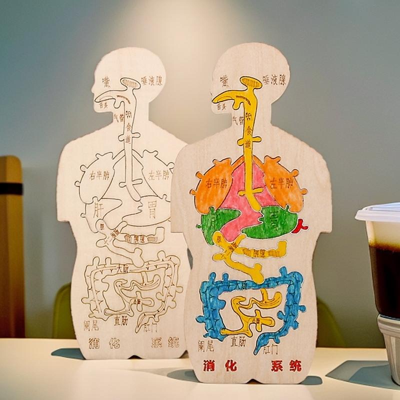 人体消化系统木制拼插启蒙解剖