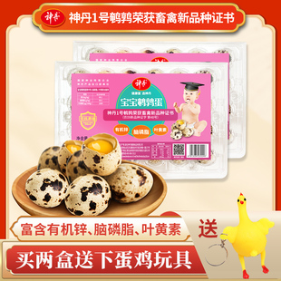 【神丹自营】鲜鹌鹑蛋24枚 新鲜无抗养殖 宝宝孕妇营养辅食蛋