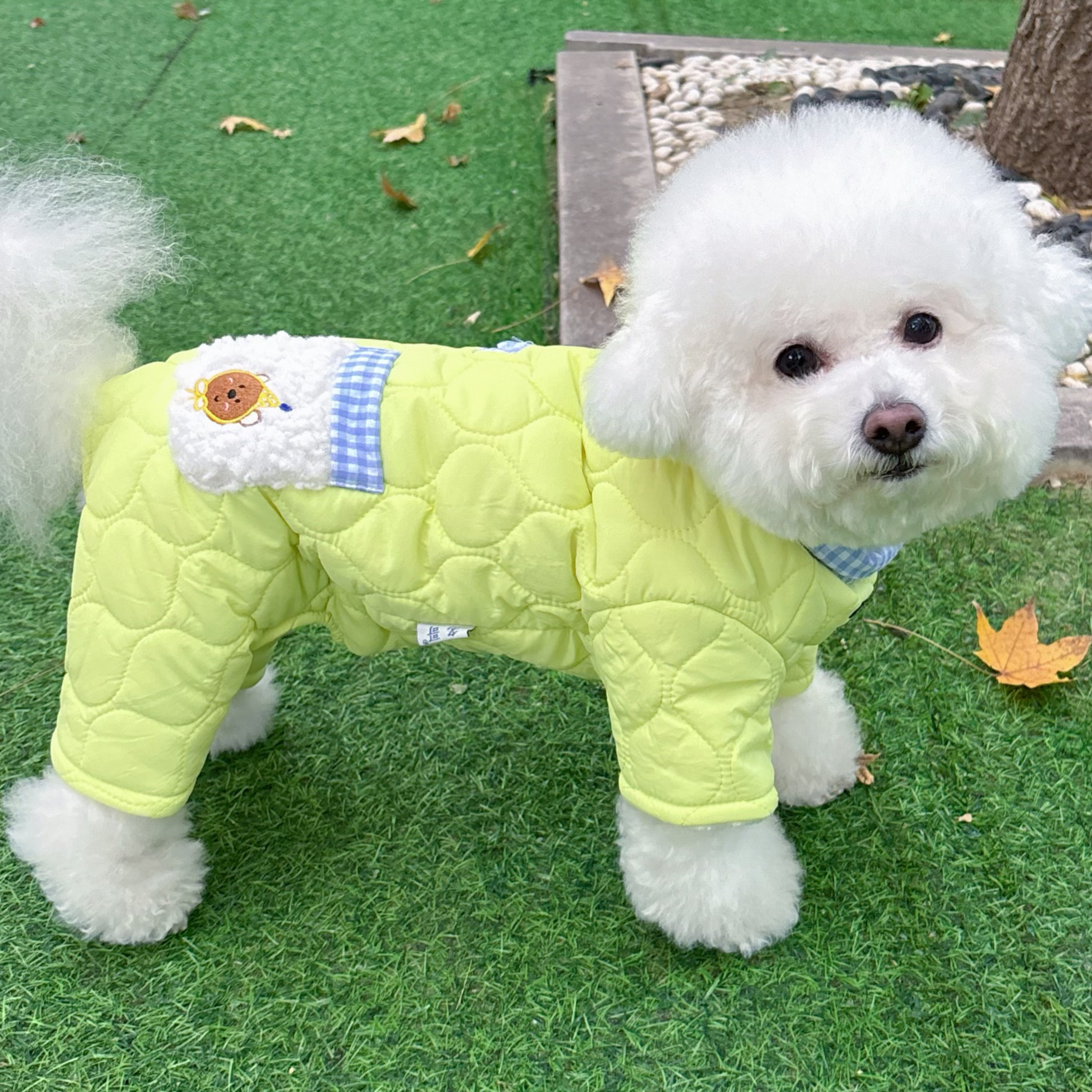 母狗专用狗狗衣服秋冬季四脚包肚衣小型犬泰迪比熊护肚子保暖棉衣