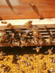 荞麦花粉东北蜂花粉新鲜干货特产生晒百花粉蜂场直销未破壁杂花粉
