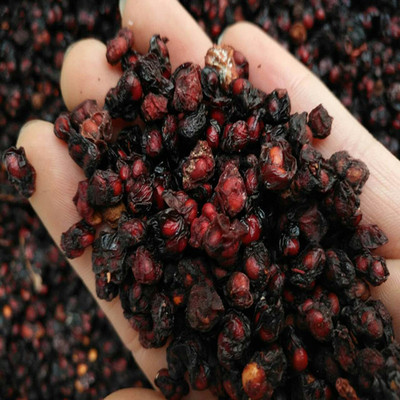 北五味 东北野生油子 五味子 五味 油籽新鲜干货500g包邮泡酒料