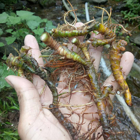 龙根虎须价格 龙根虎须图片 星期三