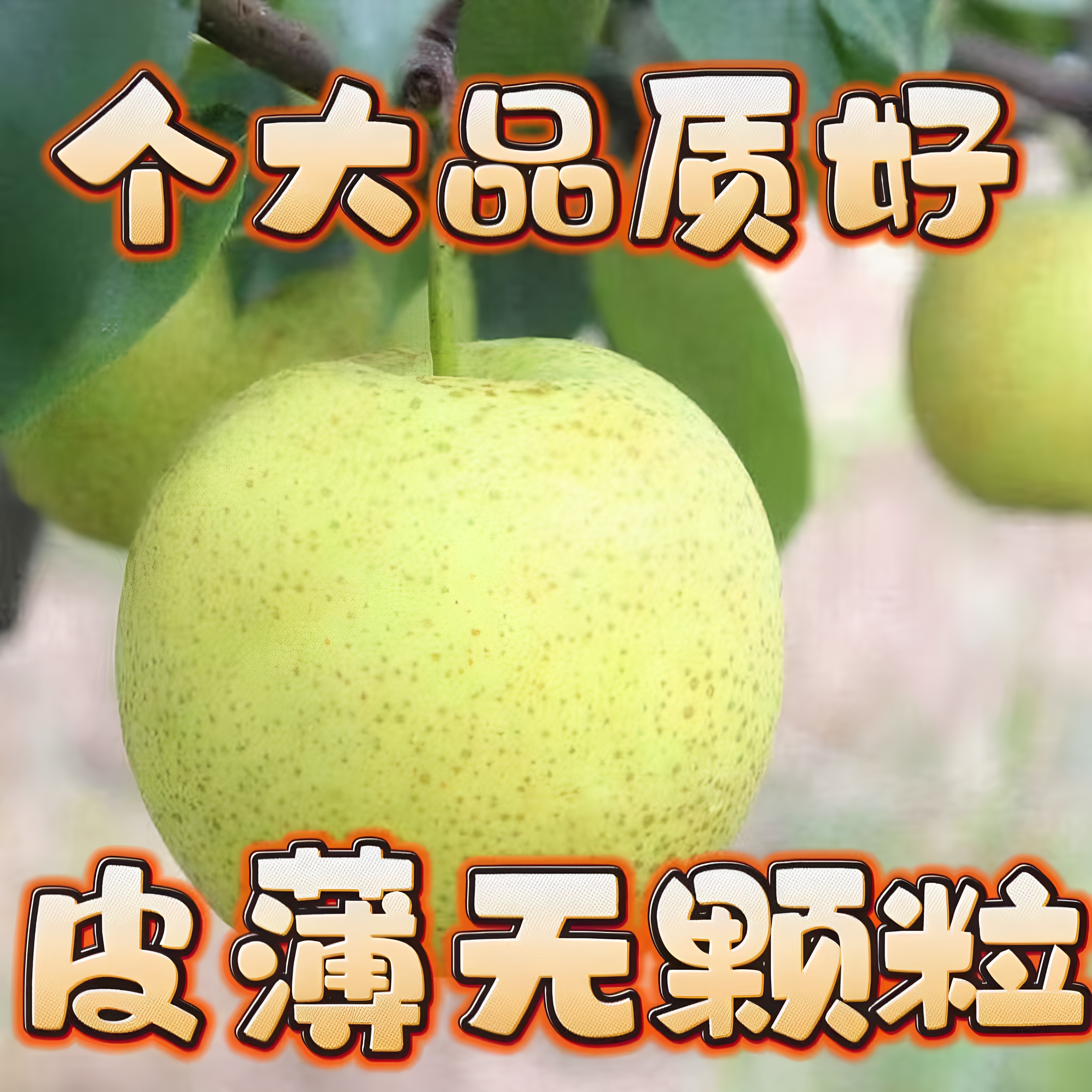 【果园直发】青皮梨皇冠梨薄皮脆甜当季新鲜水果苹果梨一整箱