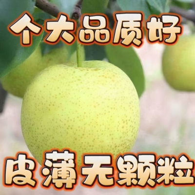 【果园直发】青皮梨皇冠梨薄皮脆甜当季新鲜水果苹果梨一整箱