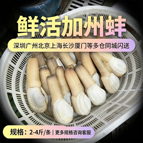 鲜活特大加州蚌刺身象拔蚌