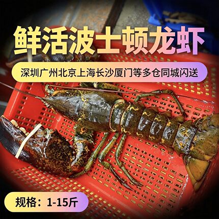 鲜活波士顿龙虾特超大10斤新鲜海鲜水产帝王蟹澳洲花奥龙大小龙虾
