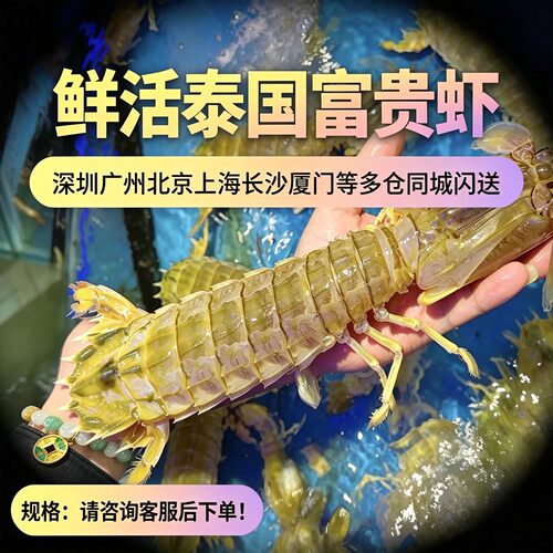 鲜活富贵虾泰国皮皮虾超大濑尿虾不带糕无膏带膏虾爬子