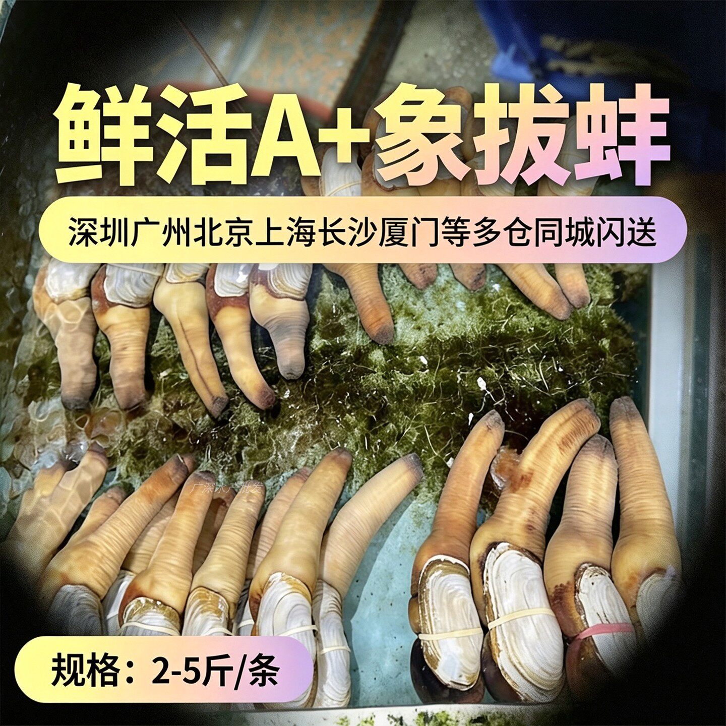 鲜活加拿大美国象拔蚌刺身级图片