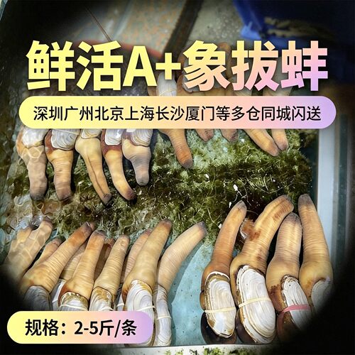 鲜活加拿大美国象拔蚌刺身级