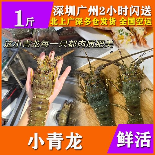 【1斤】鲜活小青龙虾海鲜水产特超大花龙锦绣龙虾200g-500g每只