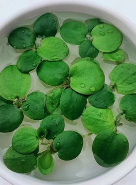 圆心萍浮萍净化水质增氧