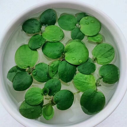 浮萍圆心萍水培绿植庭院办公室鱼虾龟缸造景漂浮水草苹果萍真草