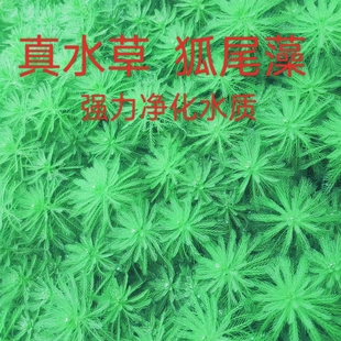 净水植物狐尾藻沼泽过滤水草大聚藻水陆缸养鱼养龟鳖淡水净化水质
