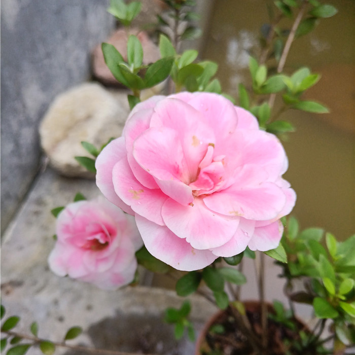 皋月杜鹃小苗引种苗 鹃之舞 红梅 碧翠 莹 产地浙江露养3棵包邮