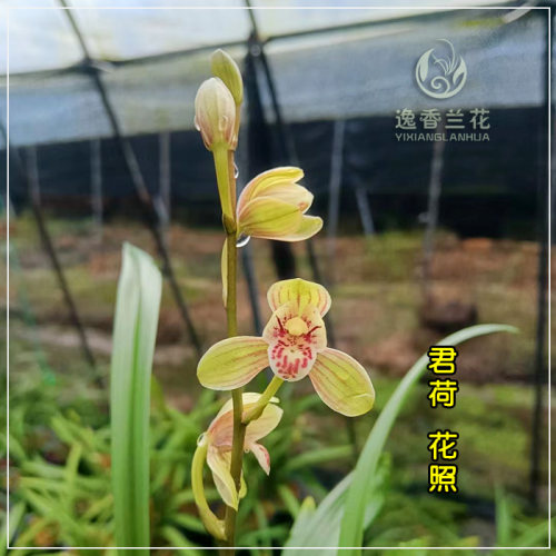 君荷建兰 产地浙江 兰园种植多年 好养易种  7月带花苞发货