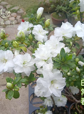 【白常春 】【小五宝】棒棒糖杜鹃 白色重瓣杜鹃花 2月带花苞发货