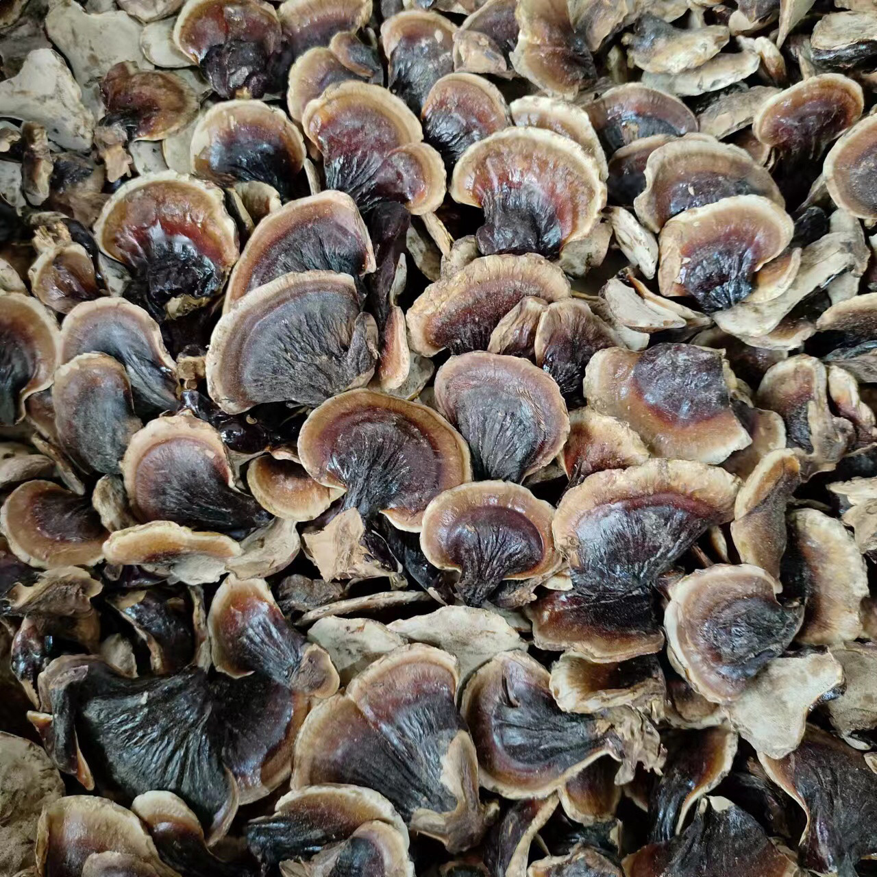 24年新货足干长白山金边灵芝小灵芝不苦香芝泡酒煲汤菌香味浓包邮