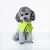 sniff宠物狗狗猫咪小型犬衣服断码 清仓链接5性价比高