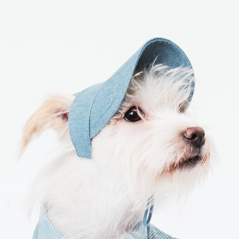 宠物狗狗帽子素材模板 宠物狗狗帽子图片下载 小麦优选