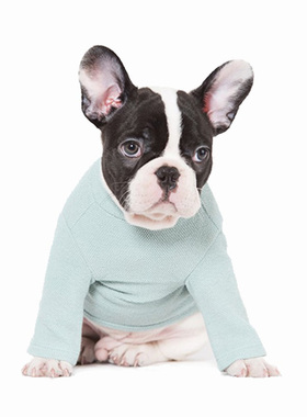 sniff宠物狗狗猫咪春秋装高领针织打底T恤泰迪法斗中小型犬衣服新