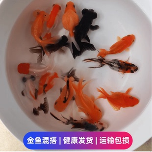 金鱼活体观赏鱼冷水淡水好养耐活小型红狮鹤顶龙睛鎏金蝶尾珍珠