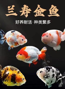 兰寿水泡珍珠金鱼小金鱼苗观赏鱼耐活冷水鱼宠物小型淡水好养易活