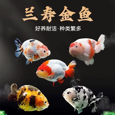 兰寿水泡珍珠金鱼小金鱼苗观赏鱼耐活冷水鱼宠物小型淡水好养易活