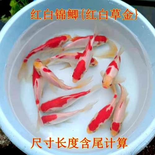 红白草丹顶草金草鲫锦鲫冷水鱼